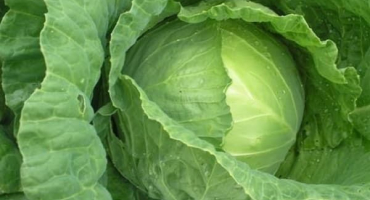 Jak získat semínka zelí sami doma